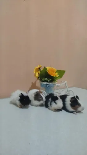 Porquinho da índia