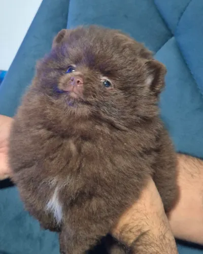 Lulu da pomerânia macho 