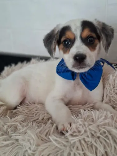 Para doação, filhote de cachorro, macho, resgatados, de Apucarana