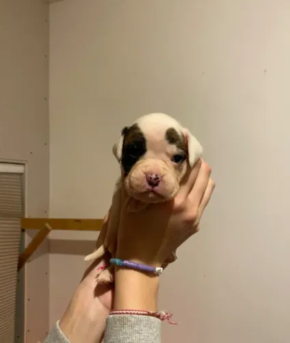 Boxer,Boxer Filhote Vacinado e Vermifugado