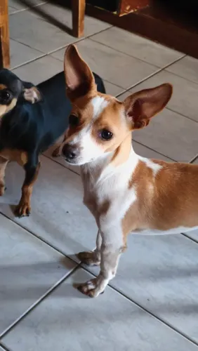 Pinscher 1 Raro - Pelagem Exclusiva Branco./Bege
