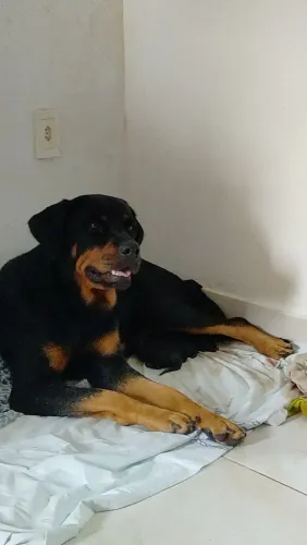 Bandog