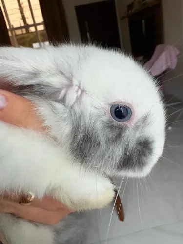 Coelho mini lop 