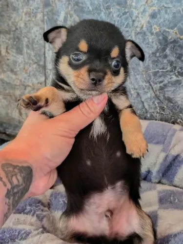 Chihuahua 