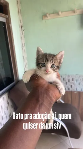 Gato pra adoção