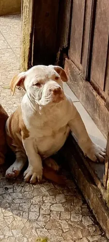 Filhote de pitbull macho