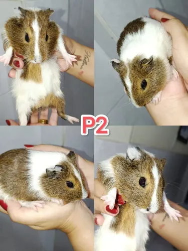 Porquinhos da índia filhote à venda 