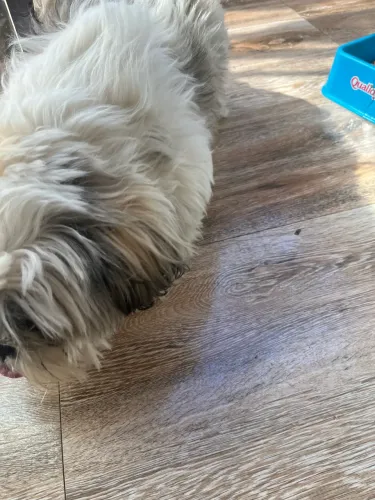 Cão Shih Tzu
