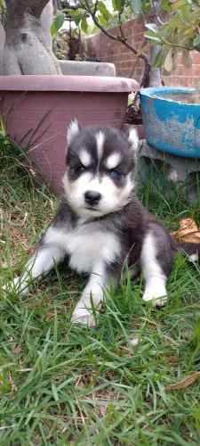 Filhotes de husky siberiano