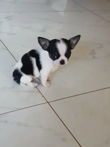 Vende-se filhote de chihuahua macho miniatura 