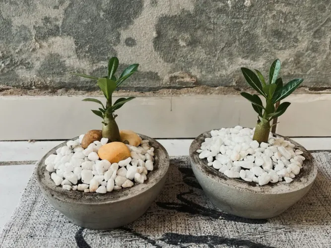 Rosa do deserto - kit duplo