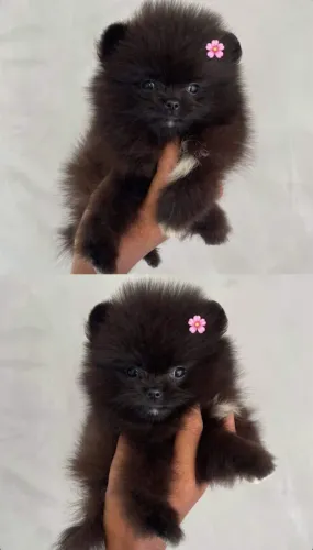 Lulu da pomerania 