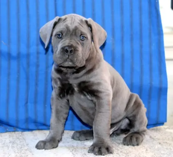 Cane Corso,Cane Corso Filhote Vacinado e Vermifugado