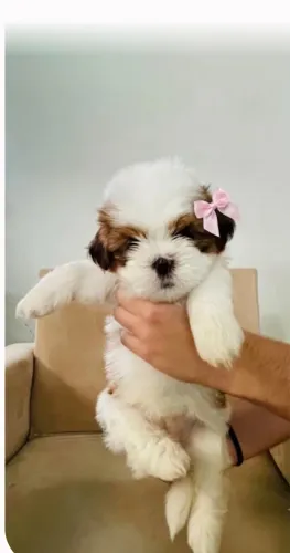 Shih Tzu fêmea