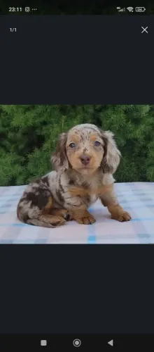 Lindos Daschund Pelo longo espera por você!!! Chama no WhatsApp