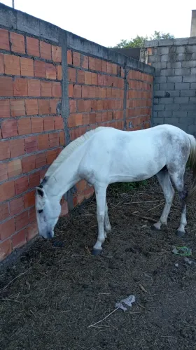 Cavalo De batida