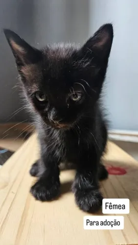 Gatinha femea para adoção