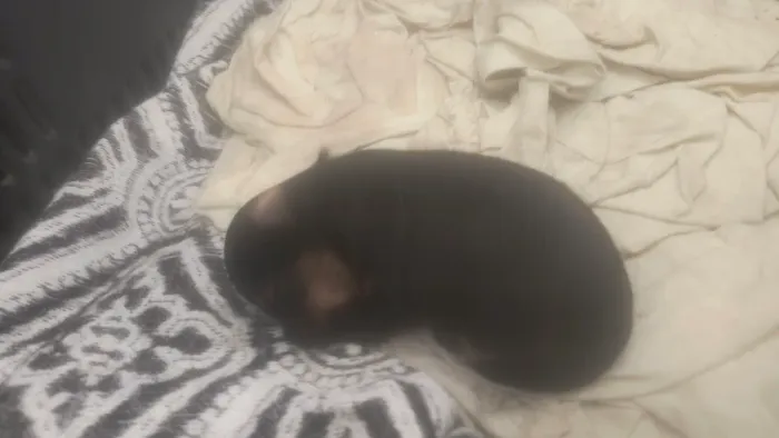 Yorkshire Mini /macho