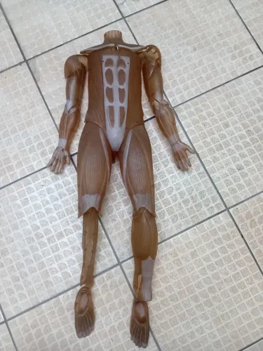 Pele da coleção do corpo humano