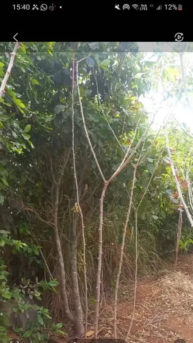 Ramas de Mandioca