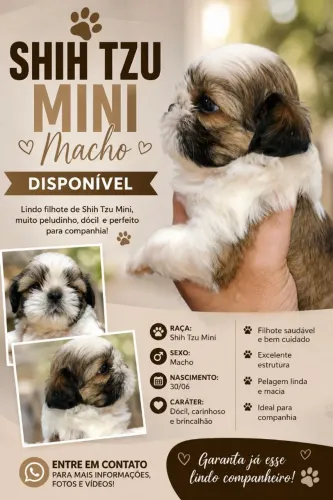 Filhote shitzu Mini Macho