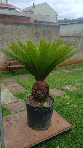 Linda Muda de Cica (Cycas revoluta) - 1,10m Altura Total