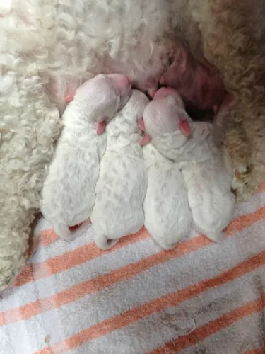 Filhotes de poodle ( reservas )