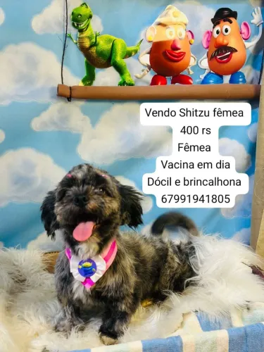 Vendo Cachorro