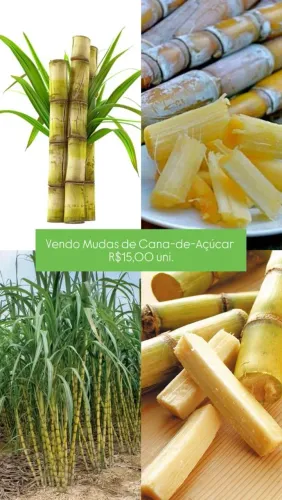Mudas de Cana de Açúcar 