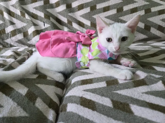 Gatinha para adoção 