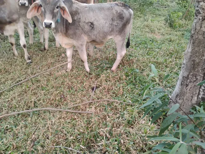 Vendo 5 bezerro machos