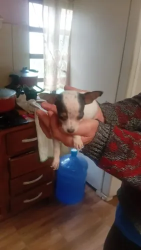 Vendo pinscher