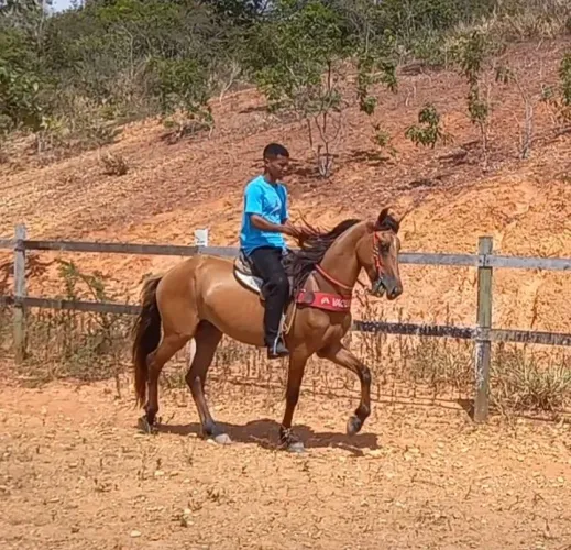 Cavalo Mangalarga Marchador
