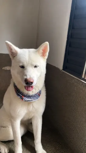 Akita Inu macho procurando namorada