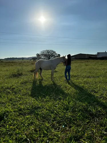 vendo egua machadora