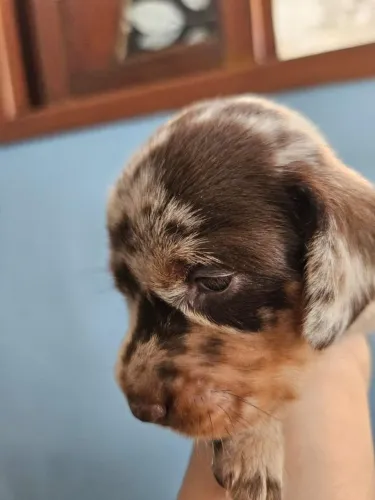 Filhote de dachshund (salsichinha)