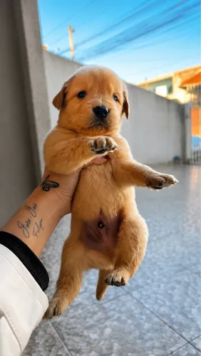 Machos de Golden Retriever 