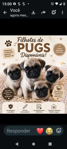 Pugs 