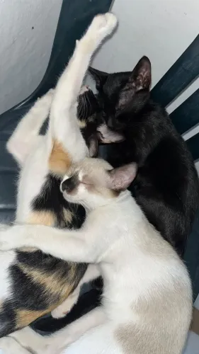 Doação de gatos