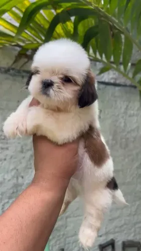 SHIH TZU RESERVAS ABERTAS