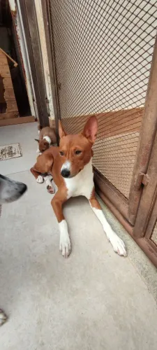 Filhotes de Basenji disponíveis