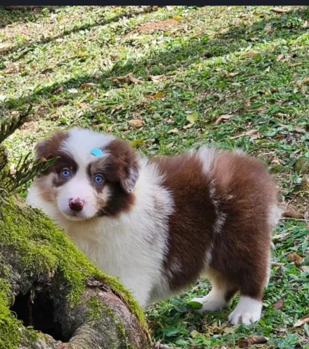 Cachorro
