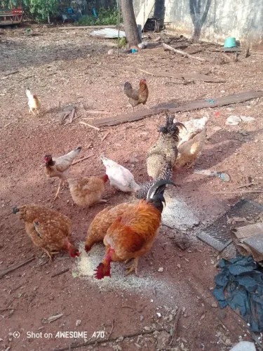 Vendo galinhas caipora