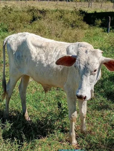Bezerros a Venda 2100 cada
