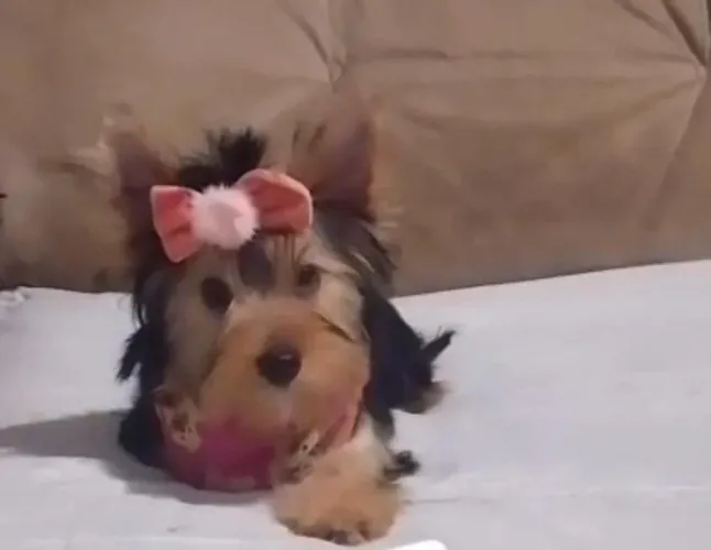 Yorkshire baby face 