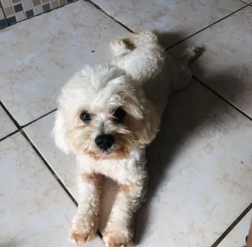 Poodle Cão Ativo, Alerta e de Personalidade Marcante!