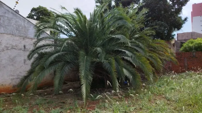 Tamareiras 3m com 10 anos