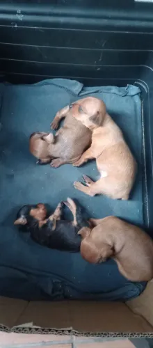 Cachorros pinscher a venda, cor vermelho com 45 dias.