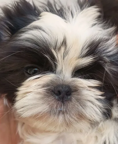 Filhote Shih Tzu fêmea