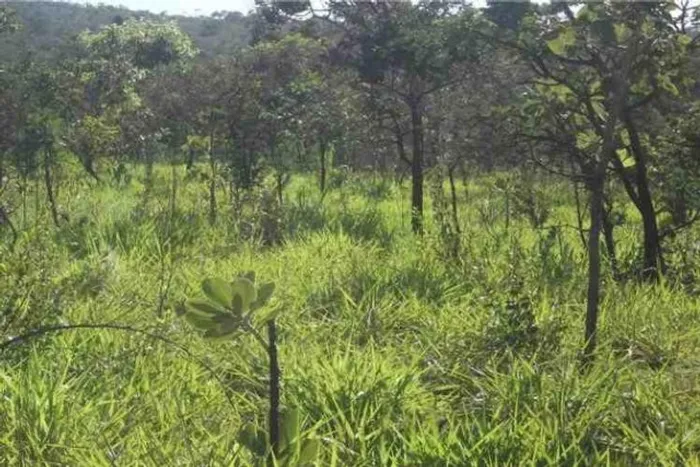 Chácara de 5.000m² a 500m² do asfalto, São Jose do Almeida (Temos varias opções).